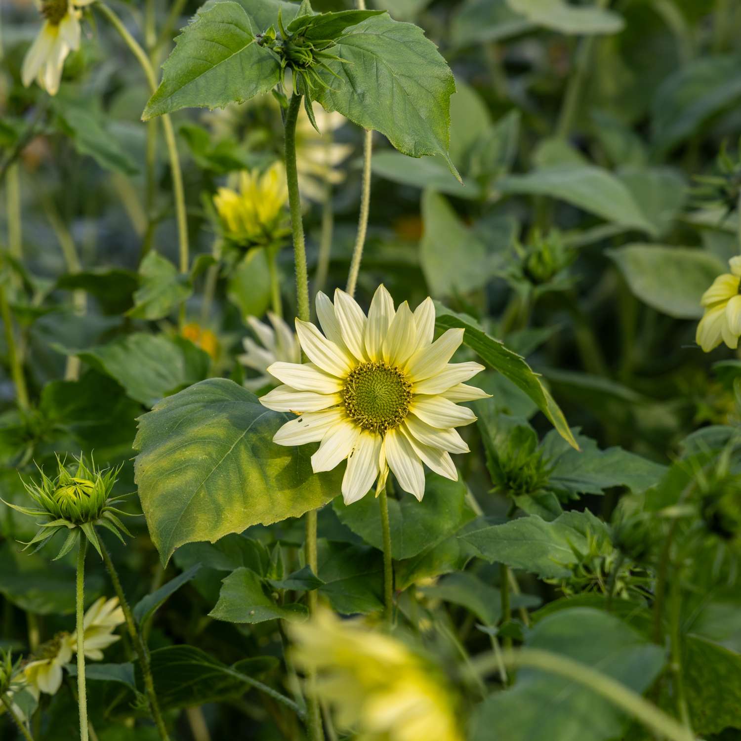 Tournesol 'Italian Green Heart' (graines)